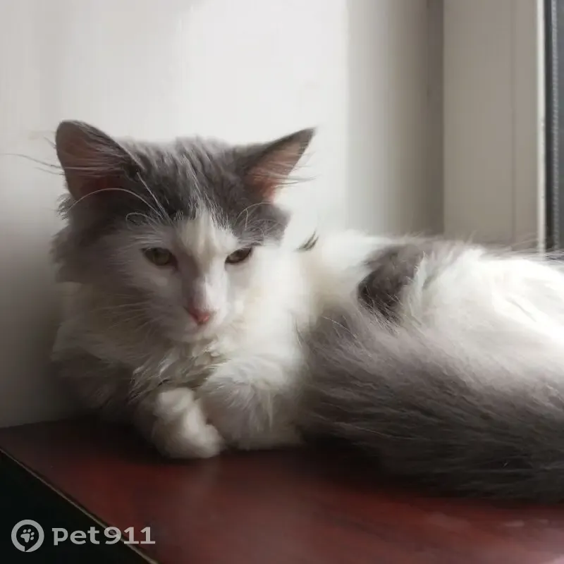 Пропала кошка, пр. Ленина 5, Донецк - photo