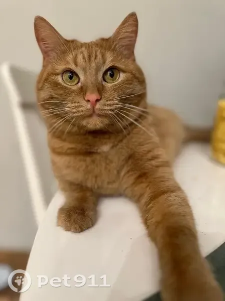 Пропала кошка, ул. Свободы 147, Самара - photo