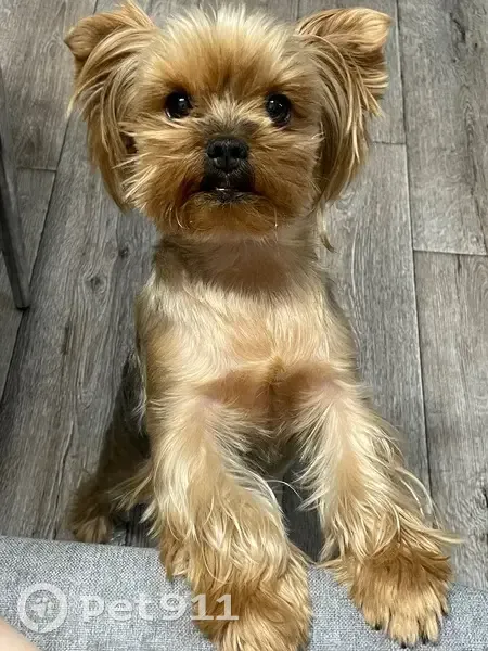 Пропала собака, Смородиновая ул. - photo