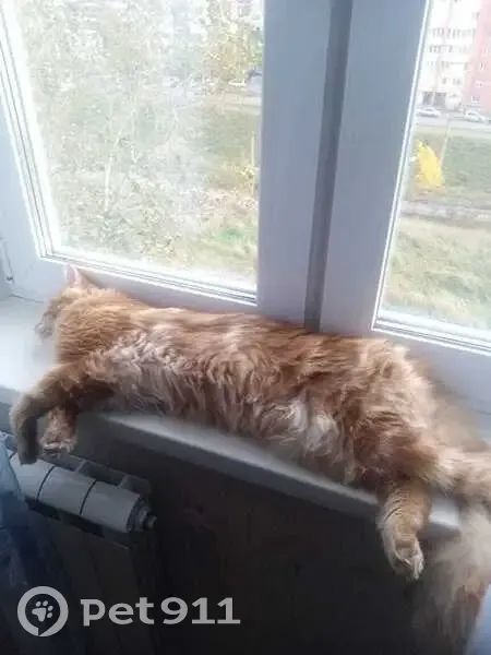 Пропала кошка, СНТ Дружба, 72, Красноярск - photo