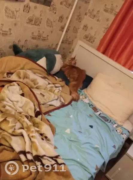 Пропала кошка, ул. Фёдорова, 4, Тюмень - photo