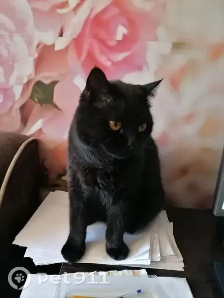 Пропала черная кошка, Яблоневая 13 - photo