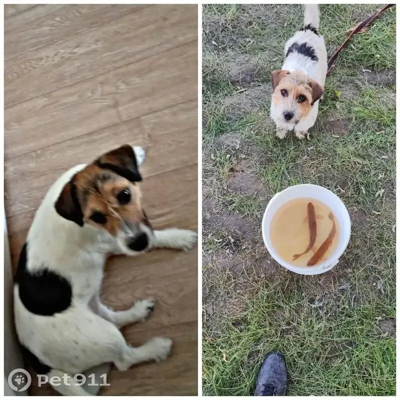 Пропала собака на трассе Омск-Тюмень, 52Н-170 - photo