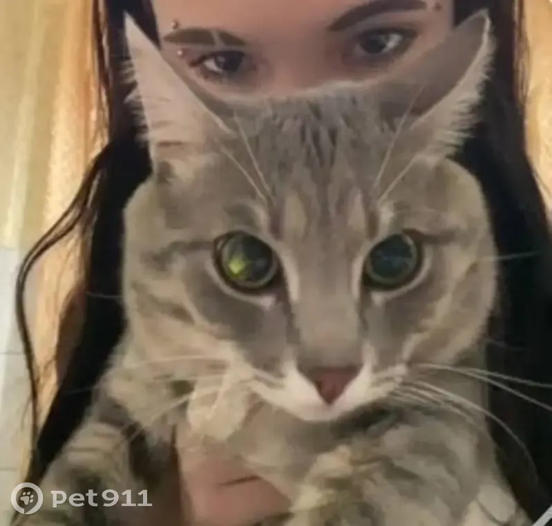 Пропала кошка, ул. Гагарина, 11, Чита - photo