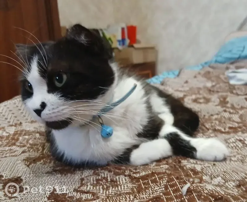 Пропала кошка, Рождественская Наб. 25 - photo