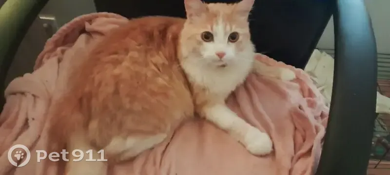 Пропала кошка, ул. Коровина, Ижевск - photo