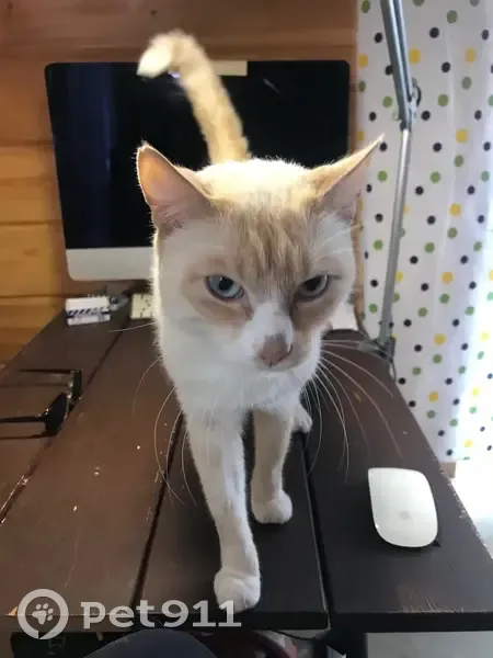 Пропала кошка, Тюменская область - photo