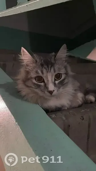 Пропала кошка, ул. Карла Маркса 19 - photo