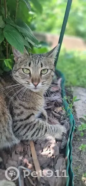 Пропала кошка, Затонская ул., Казань - photo