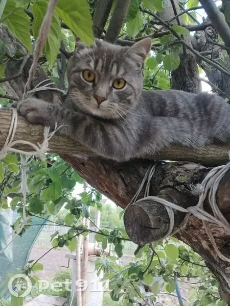 Пропал кот, Уварово, Тамбовская область - серый в полоску - photo