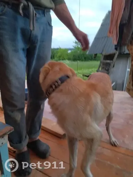 Собака найдена: Озёрная ул., 2, Иказнь - photo