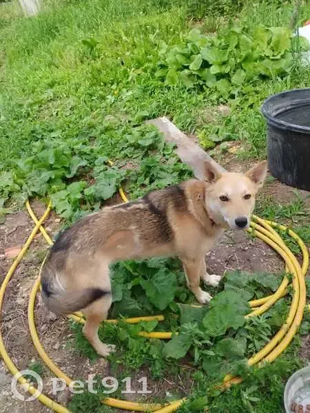 Собака найдена в Старокульево, Башкортостан - photo