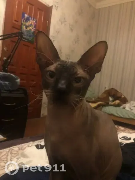 Пропала кошка, Просторная 46, Краснодар - photo