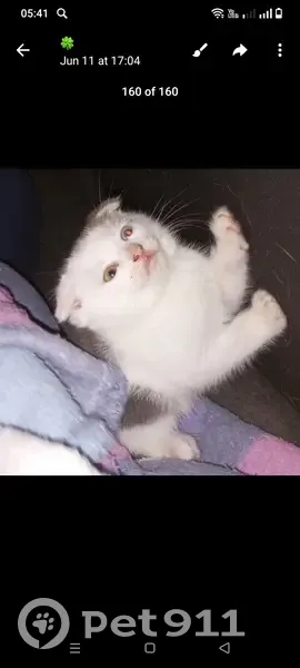 Пропала кошка, Бжегокайская 25/1, Новая Адыгея - photo