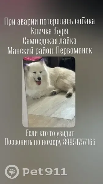 Пропала собака, ул. Крупской 4, Первоманск - photo