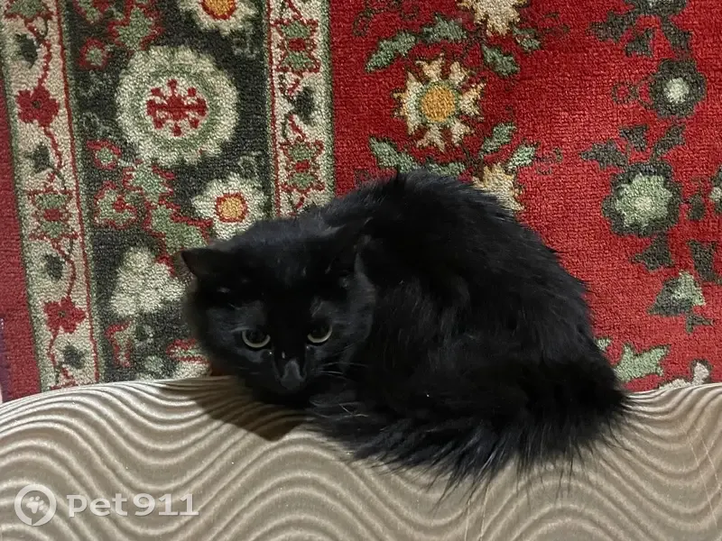 Найдена кошка, Печора, Коми - photo