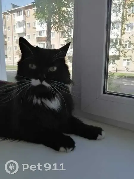 Пропала кошка, ул. Фурманова, 10, Берёзовский - photo