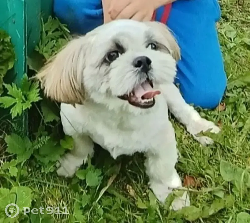 Пропала собака, Архангельская обл. - photo