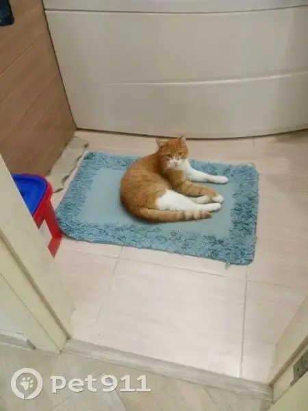 Пропала кошка, Прекрасная 45/1, Михайловск - photo