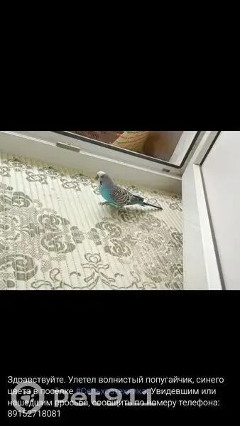 Пропал голубой попугай, Сельхозтехника - photo