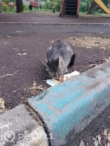 Кошка найдена: Щербаковская 53 к16, Москва - photo