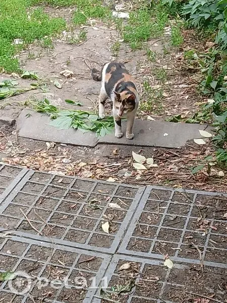 Трёхцветная кошка найдена, Мироновская 33 - photo