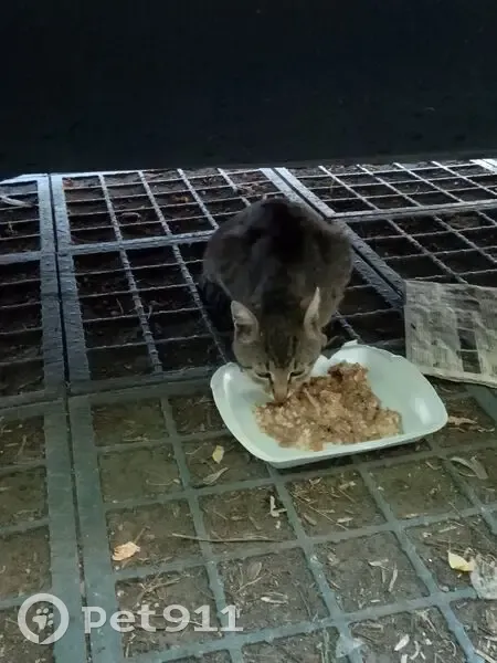 Кошка найдена: Мироновская ул, 27 с12 - photo