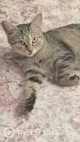 Пропала кошка, ул. Ханнанова, 32 - photo