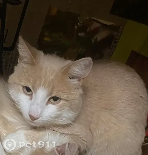 Пропала кошка, ул. Победы 138, Архангельск - photo