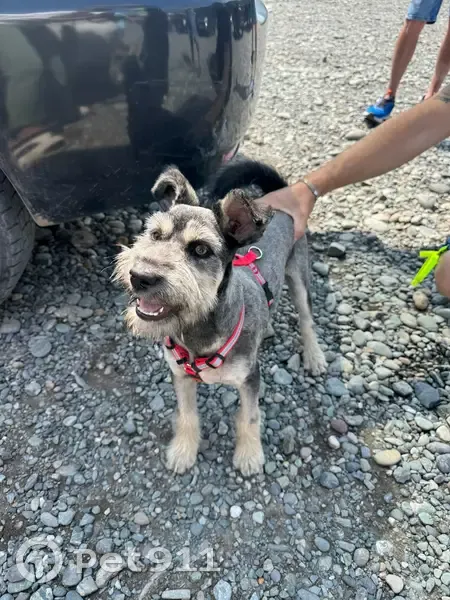 Пропала собака, Чемальский тракт, Узнеза - photo