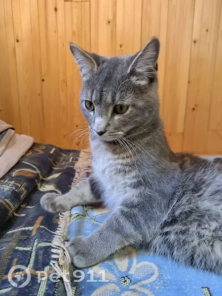 Кошка найдена: Коммунистическая, Кочёво - photo