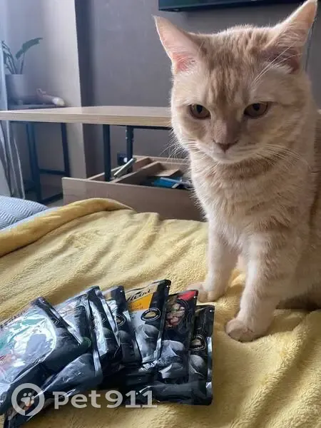 Пропала кошка, Октябрьская 10, Княгинино - photo