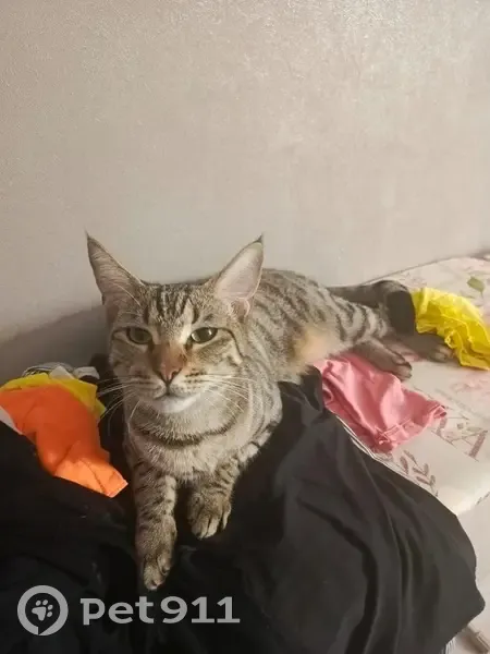 Пропала кошка, ул. Кирова, 9Б, Йошкар-Ола - photo