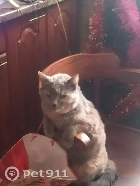 Пропала кошка, Дритовская ул., 15А, Бабино - photo