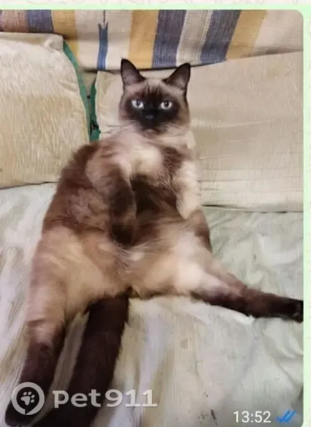 Пропала сиамская кошка, ул. Ленина, 28 - photo