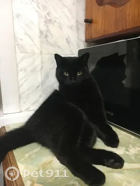 Пропала кошка, 1-й Курский пер., 11, Киров - photo