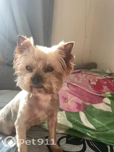 Пропала собака на Железнодорожной ул. - photo