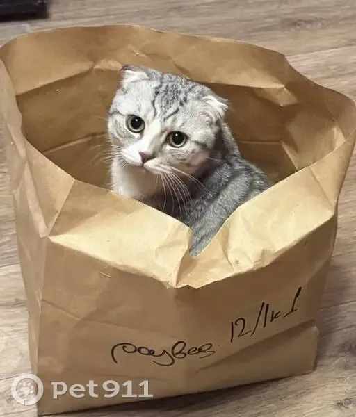 Пропала кошка, Лоцманская ул., Краснодар - photo