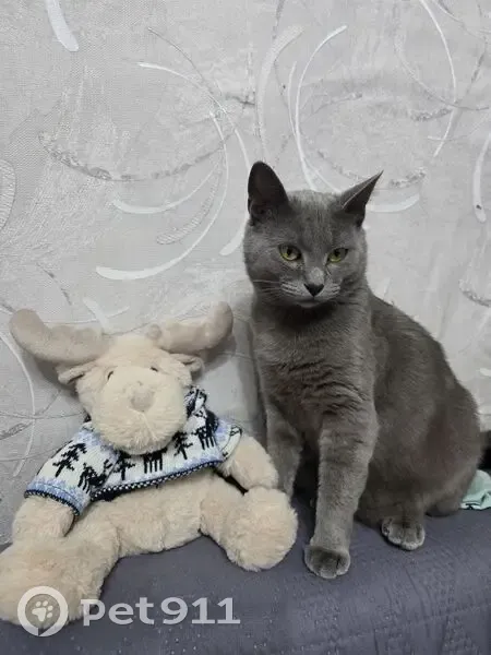 Пропала кошка, Чкалова 5, Архангельск - photo