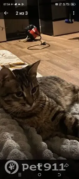 Пропала кошка, ул. Ярошенко, 3, НН - photo