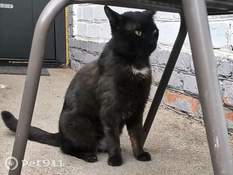 Пропала кошка на ул. Коммунаров, 79 - photo