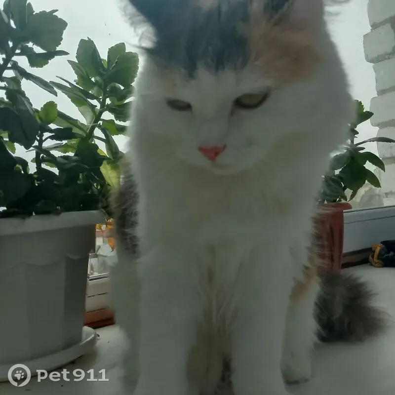 Пропала кошка, ул. Шубина 35, Холмогоры - photo