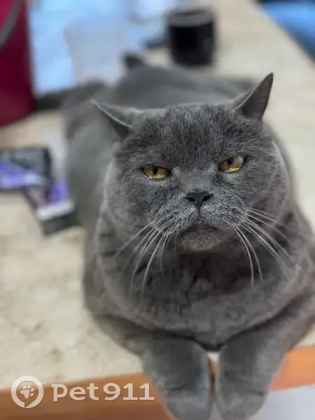 Пропала кошка, ул. Пановка, Засечное - photo