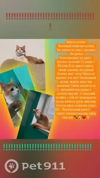 Котёнок найден у «Пятёрочки», Кольский, 132 - photo