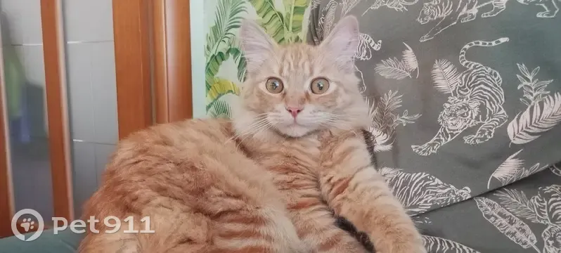 Найдена кошка, Ленская ул. 18, Томск - photo