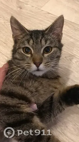 Пропала кошка, Балахна, Центральная ул. - photo