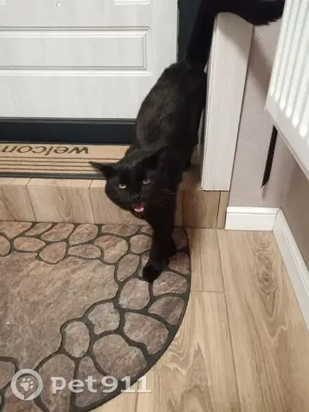 Пропал чёрный кот, ул. Беляева, Тверь - photo