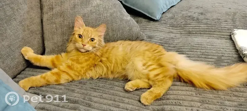 Кошка найдена: Ленская ул., 18, Томск - photo