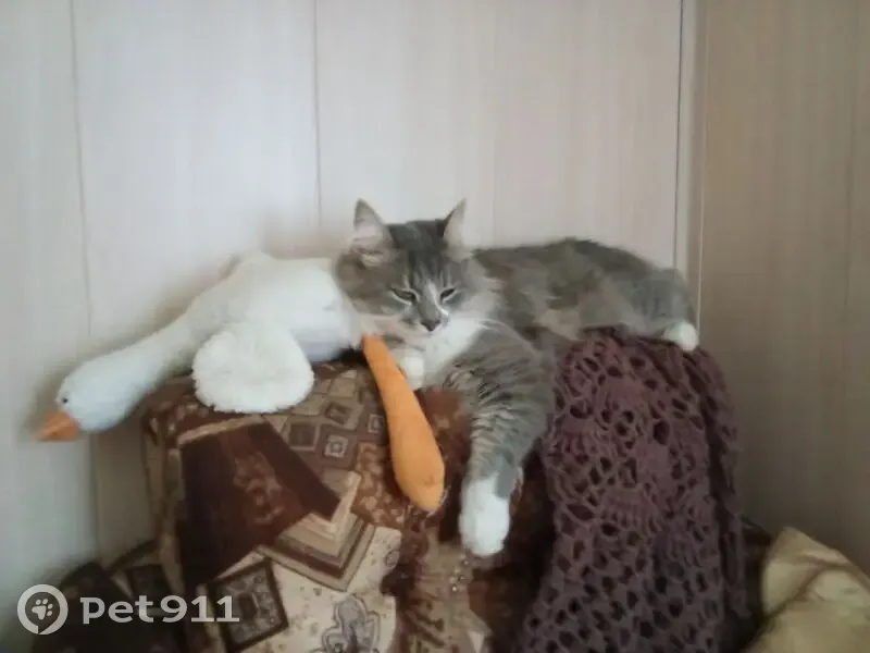 Пропала кошка, ул. Мира 88/1, Краснодар - photo