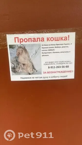 Пропала кошка, ул. Я. Гашека, 4 к4, СПб - photo